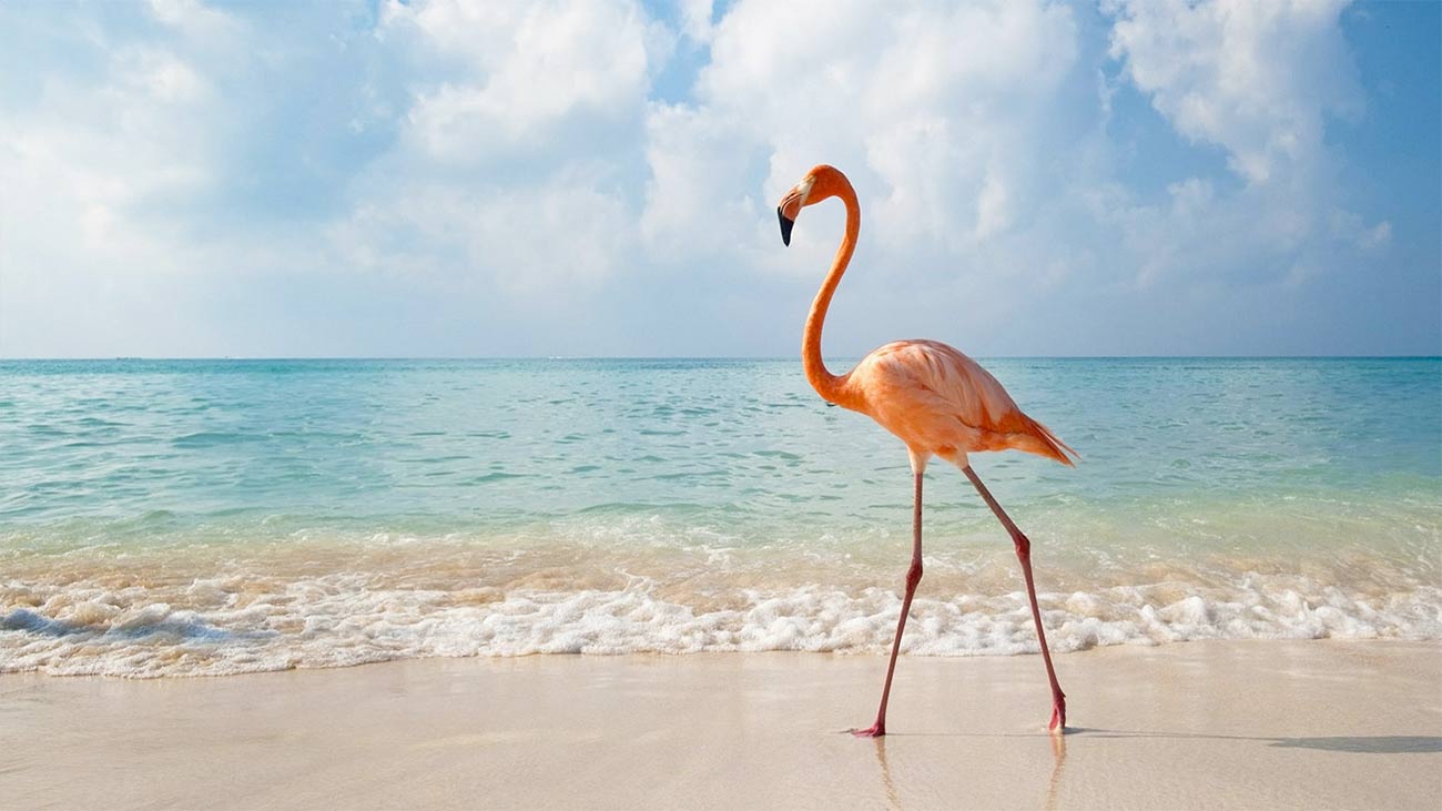 ガラパゴス2島ツアー：7日間アイランド・ホッピング・アドベンチャー