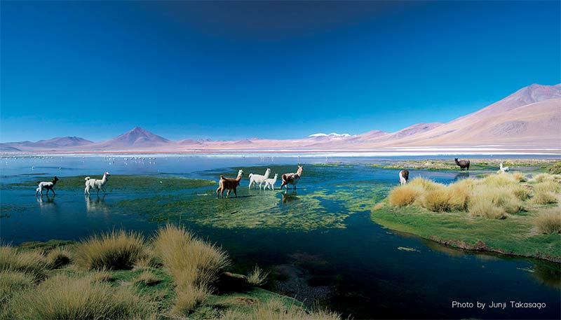 ウユニ塩湖6日間ツアー：ベルデ湖とコロラド湖の発見