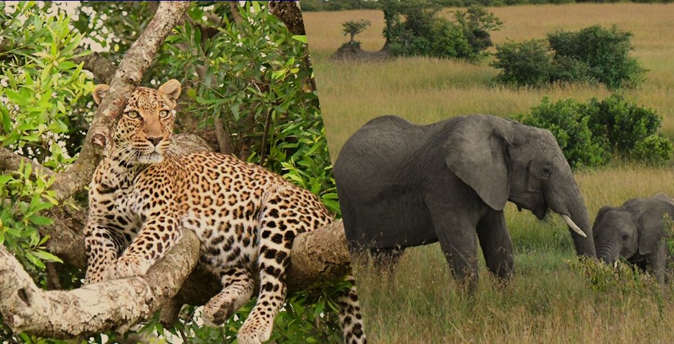 ケニア＆タンザニア：2カ国周遊アドベンチャー11日間