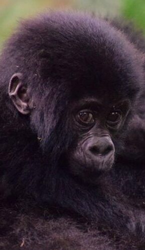 ウガンダ野生動物探検:ゴリラ、チンパンジー、ハシビロコウのバードウォッチング 7日間