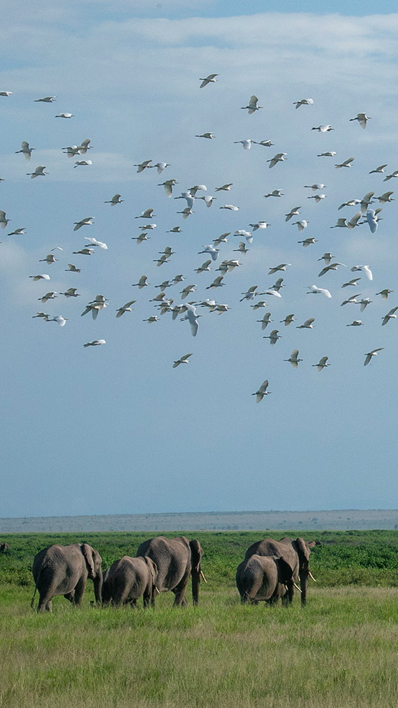 ケニア　ゴールデントライアングル・サファリツアー 7泊8日