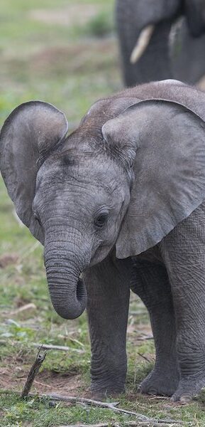 南アフリカのファミリー・サファリ：年齢を問わず楽しめるアドベンチャー