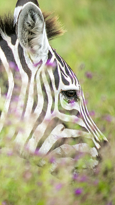 タンザニア・ゴールデンサファリ 8日間