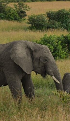 ケニア＆タンザニア：2カ国周遊アドベンチャー11日間