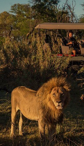 ザンビア、ジンバブエ、ボツワナを巡る9日間のアドベンチャー