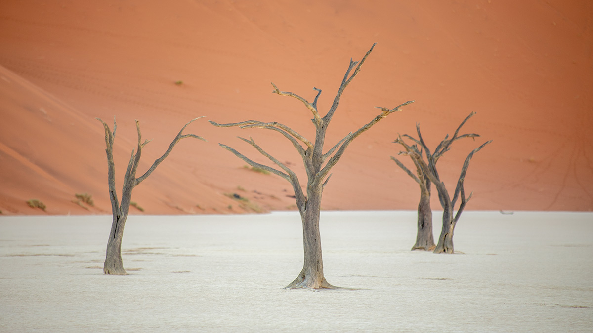 自然写真家・高砂淳二氏と巡るナミビア写真撮影の旅